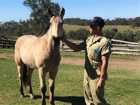 old mill vet|old mill vet equine service.